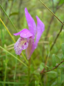 Dragon's Mouth Orchid, Arethusa bulbosa