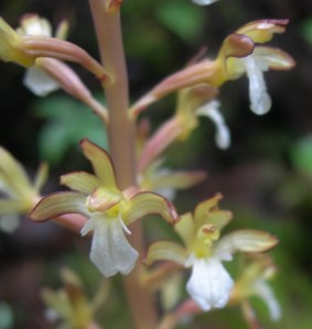 Western Spotted Coralroot-Corallorhiza maculata var. occidentalis